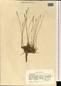 Dianthus, South Asia, South Asia (Asia outside ex-Soviet states and Mongolia) (ASIA) (Afghanistan)