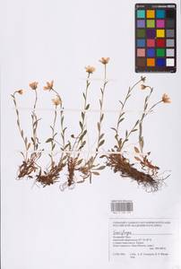 Saxifraga, Siberia, Western Siberia (S1) (Russia)