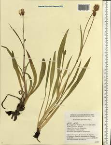 Scorzonera parviflora Jacq., Eastern Europe, Lower Volga region (E9) (Russia)