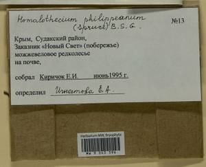 Homalothecium philippeanum (Spruce) Schimp., Bryophytes, Bryophytes - Crimea (B3a) (Russia)