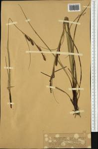 Carex hispida Willd. ex Schkuhr, Western Europe (EUR) (Italy)