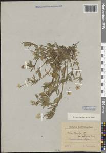 Viola tricolor L., Eastern Europe, North-Western region (E2) (Russia)
