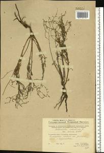 Artemisia maritima L., Eastern Europe, Middle Volga region (E8) (Russia)