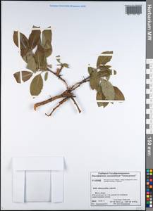 Salix abscondita Laksch., Siberia, Central Siberia (S3) (Russia)