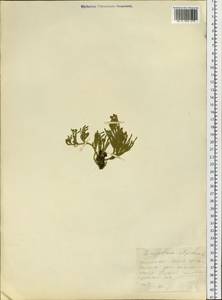 Diphasiastrum alpinum (L.) Holub, Siberia, Altai & Sayany Mountains (S2) (Russia)