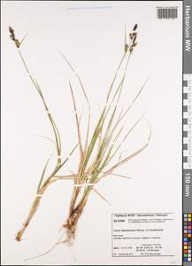 Carex adelostoma V.I.Krecz., Siberia, Central Siberia (S3) (Russia)