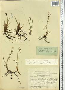 Carex bigelowii subsp. lugens (Holm) T.V.Egorova, Siberia, Chukotka & Kamchatka (S7) (Russia)