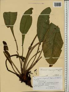 Limonium scoparium (Pall. ex Willd.) Stankov, Eastern Europe, Moscow region (E4a) (Russia)