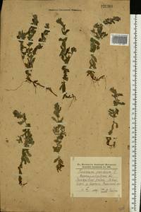 Teucrium scordium L., Eastern Europe, North Ukrainian region (E11) (Ukraine)