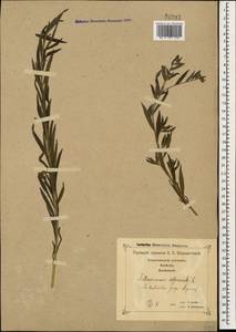 Lithospermum officinale L., Caucasus, Georgia (K4) (Georgia)