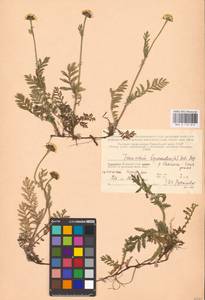 Tanacetum bipinnatum (L.) Sch. Bip., Eastern Europe, Northern region (E1) (Russia)