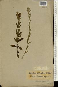 Pulicaria scabra (Thunb.) Druce, Africa (AFR) (South Africa)