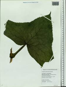Parasenecio hastatus (L.) H. Koyama, Siberia, Russian Far East (S6) (Russia)