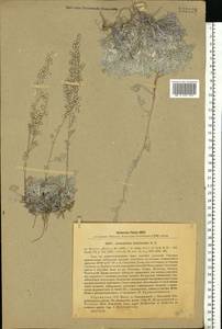 Artemisia hololeuca M. Bieb. ex Besser, Eastern Europe, North Ukrainian region (E11) (Ukraine)