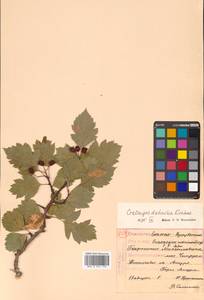 Crataegus dahurica (Dieck) Koehne, Siberia, Russian Far East (S6) (Russia)