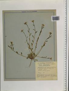 Arabidopsis halleri subsp. gemmifera (Matsum.) O'Kane & Al-Shehbaz, Siberia, Russian Far East (S6) (Russia)