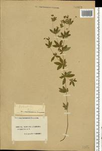 Potentilla erecta (L.) Raeusch., Eastern Europe, South Ukrainian region (E12) (Ukraine)