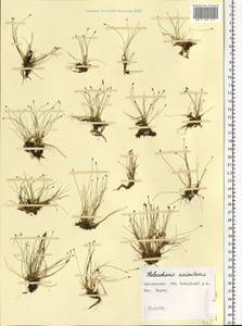 Eleocharis acicularis (L.) Roem. & Schult., Eastern Europe, Central forest region (E5) (Russia)