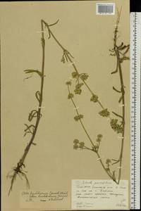 Silene baschkirorum Janisch., Eastern Europe, Eastern region (E10) (Russia)