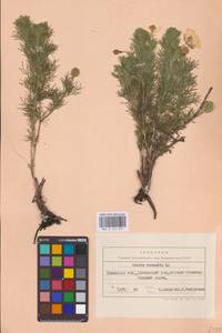 Adonis vernalis L., Eastern Europe, West Ukrainian region (E13) (Ukraine)