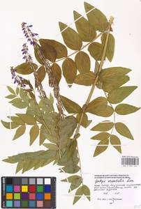 Galega orientalis Lam., Eastern Europe, Moscow region (E4a) (Russia)