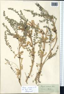 Astragalus lanuginosus Kar. & Kir., Middle Asia, Western Tian Shan & Karatau (M3) (Kazakhstan)