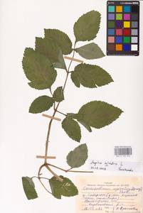 Angelica sylvestris L., Eastern Europe, Northern region (E1) (Russia)