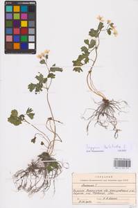 Isopyrum thalictroides L., Eastern Europe, South Ukrainian region (E12) (Ukraine)