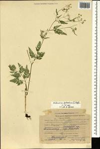 Anthriscus sylvestris (L.) Hoffm., Caucasus, Stavropol Krai, Karachay-Cherkessia & Kabardino-Balkaria (K1b) (Russia)