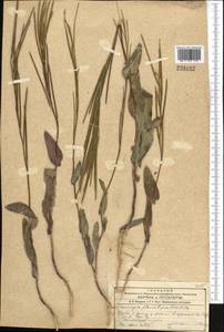 Conringia planisiliqua Fisch. & C.A. Mey., Middle Asia, Western Tian Shan & Karatau (M3)