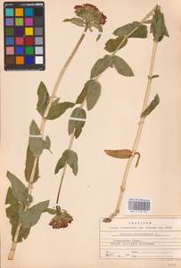 Silene chalcedonica (L.) E.H.L.Krause, Eastern Europe, Central forest-and-steppe region (E6) (Russia)