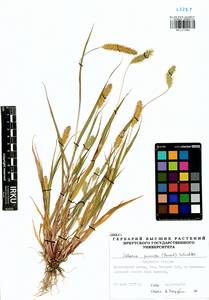 Setaria pumila (Poir.) Roem. & Schult., Siberia, Baikal & Transbaikal region (S4) (Russia)