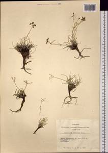 Bupleurum pusillum Krylov, Siberia, Altai & Sayany Mountains (S2) (Russia)