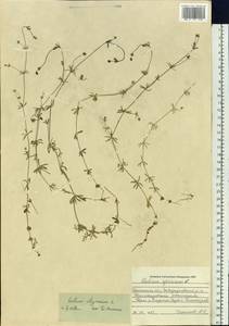 Galium uliginosum L., Siberia, Western Siberia (S1) (Russia)