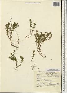 Thymus sipyleus Boiss., Caucasus, Armenia (K5) (Armenia)