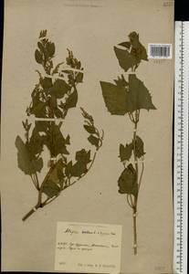 Atriplex hortensis L., Eastern Europe, Central region (E4) (Russia)