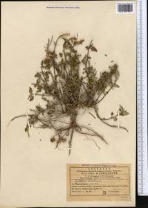 Scutellaria orientalis L., Middle Asia, Western Tian Shan & Karatau (M3) (Kazakhstan)