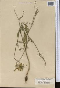 Scaligeria hirtula (Regel & Schmalh.) Lipsky ex Korovin, Middle Asia, Pamir & Pamiro-Alai (M2) (Kyrgyzstan)