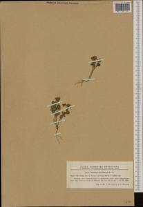 Trifolium retusum L., Western Europe (EUR) (Romania)