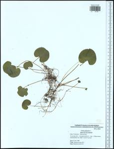 Viola palustris L., Eastern Europe, Central region (E4) (Russia)