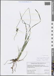 Carex magellanica subsp. irrigua (Wahlenb.) Hiitonen, Eastern Europe, North-Western region (E2) (Russia)