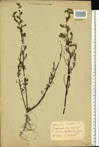 Artemisia campestris L., Eastern Europe, North Ukrainian region (E11) (Ukraine)