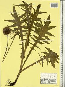 Cirsium rivulare (Jacq.) All., Eastern Europe, Central forest-and-steppe region (E6) (Russia)