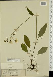 Hieracium lachenalii subsp. deductum (Sudre) Greuter, Eastern Europe, Moscow region (E4a) (Russia)