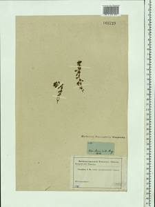 Lythrum portula (L.) D. A. Webb, Eastern Europe, North-Western region (E2) (Russia)