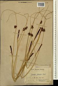 Juncus inflexus L., Caucasus, Armenia (K5) (Armenia)