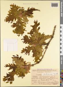 Quercus pubescens Willd., Caucasus, Azerbaijan (K6) (Azerbaijan)
