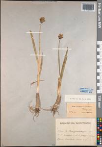 Allium atrosanguineum var. atrosanguineum, Middle Asia, Pamir & Pamiro-Alai (M2) (Uzbekistan)