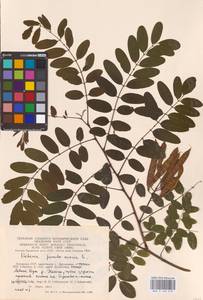Robinia pseudoacacia L., Eastern Europe, Lithuania (E2a) (Lithuania)