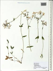 Phlox divaricata L., Eastern Europe, Moscow region (E4a) (Russia)